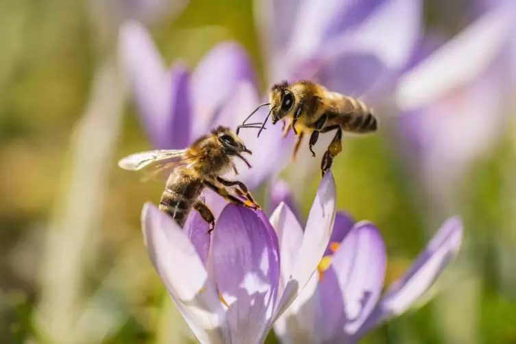 Es sollen Wohlfühlbereiche für Bienen, Hummeln und Schmetterlinge geschaffen werden. 