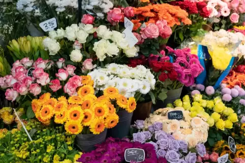 Im Januar waren Blumen im Schnitt bereits 27 Prozent teurer als im gleichen Vorjahresmonat. 