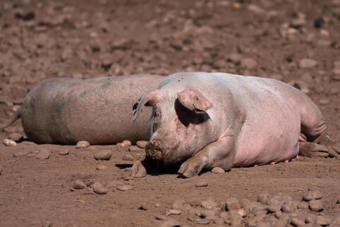35.000 Schweine gekeult: Wegen akuten Personalmangels gibt es einen riesigen Auftragsstau bei Schlachtbetrieben.