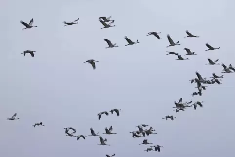 Kraniche ziehen derzeit in der V-Formation über unsere Region hinweg. Die älteren, erfahrenen Vögel fliegen dabei immer vorne.