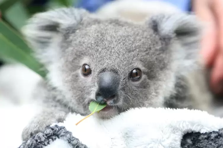 Buschbrände und Rodungen sind für Koalas ein Problem-