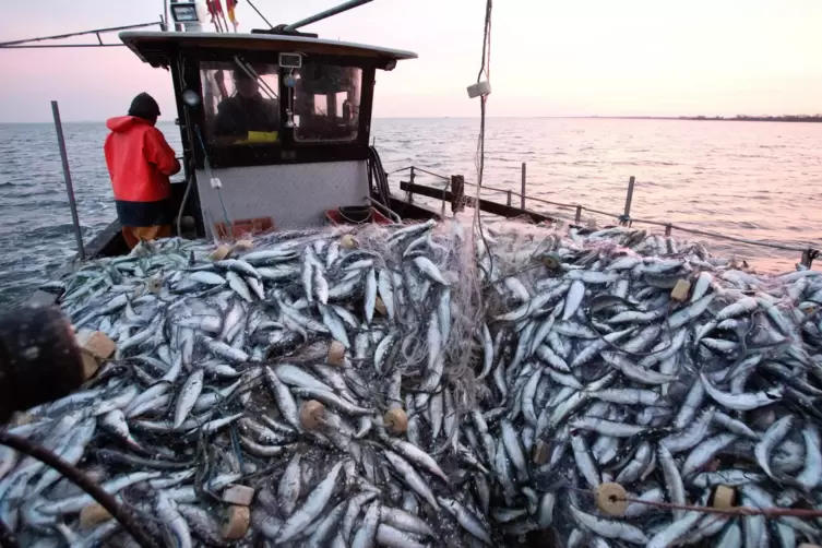 Beim nachhaltigen Fischfang spielen Fanggebiete und -methoden eine Rolle.