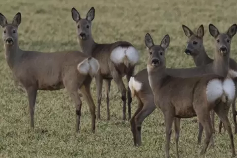 Immer wieder werden Rehe von Fahrzeugen erfasst. 