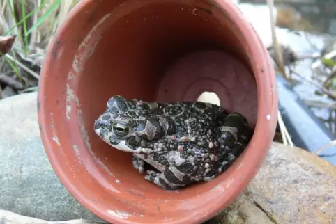 Überraschungsgast im heimischen Garten: Die Wechselkröte ist durch ihr Fleckenmuster, das sie je nach Licht, Temperatur und Stim