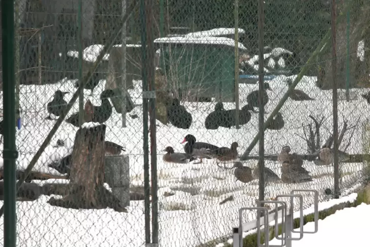 Wasserv&ouml;gel des Vogelparks w&auml;hrend der Quarant&auml;ne im Januar 2017. 