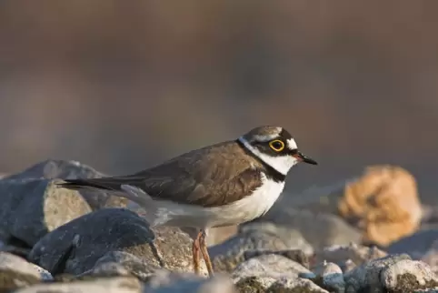 Der Flussregenpfeifer mag grobkörnige Oberflächen, auf denen wenig wächst und die kleine Mulden mit Wasser bieten.