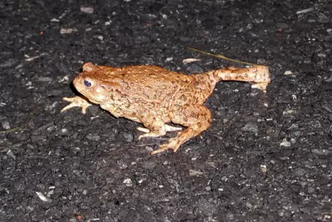 Die Straßensperrung soll viele Amphibien vor dem Tod bewahren. Etwa die Hälfte der heimischen Arten gilt als bedroht. 