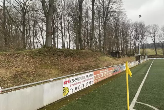 Die Baumreihe, die der Verein fällen lassen will. Die Baumreihe, die der Verein fällen lassen will.