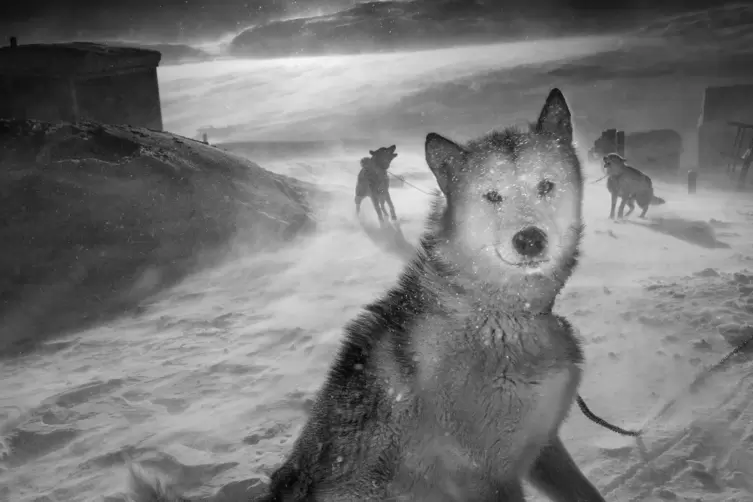 Kaltschnäuzig: Die Grönlandhunde überstehen die unfassbare Kälte, die extremen Anstrengungen und die einseitige Ernährung, weil 