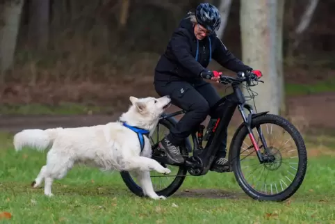 Sind Schäferhunde von Natur aus aggressiv? Nein, sagt der Vorsitzende. Entscheidend sei die Erziehung. 