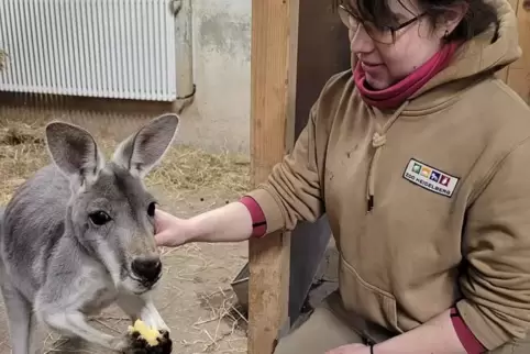 Entspanntes Verhältnis: Eine Tierpflegerin mit einem der Kängurus im Heidelberger Zoo.