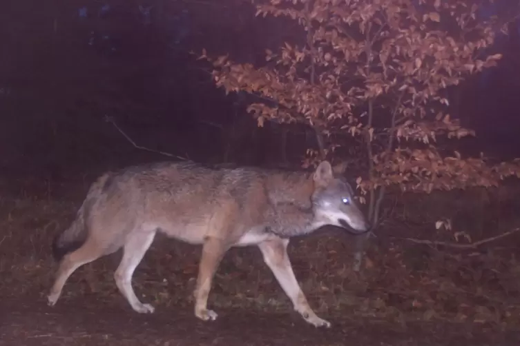 Im Raum Neustadt sowie ein paar Tage später auch im Raum Bad Dürkheim hat sich im März 2021 ein Wolf im Rahmen des Fotofallenmon