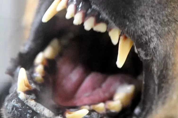 Ein Hund fletscht seine Zähne: Hundehaftpflichtversicherungen zahlen erst, wenn der Halter dazu gerichtlich verpflichtet wird. 