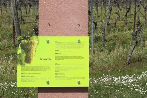 Infotafeln zu Rebsorten sind typisch für einen Weinlehrpfad. 