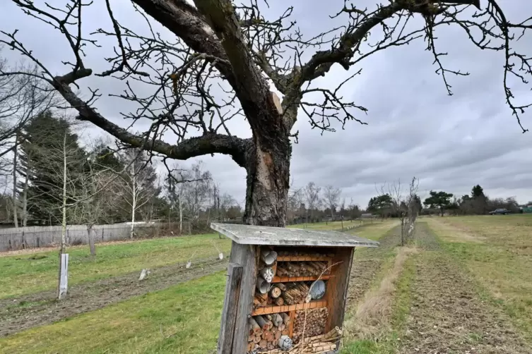 Sensibler Bereich: Streuobstwiese am Füllerweg bei Haßloch mit Insektenhotel. 