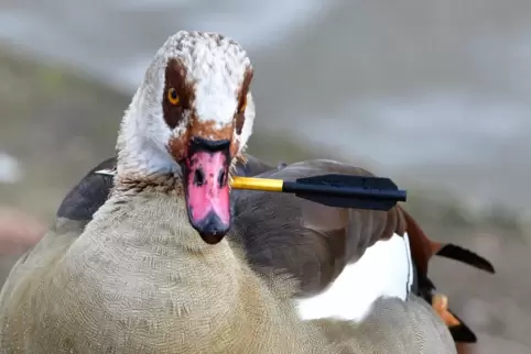 Jemand hat an der Güdinger Schleuse in Saarbrücken mit einer Armbrust auf diese Nilgans geschossen. Das Tier überlebte und lässt