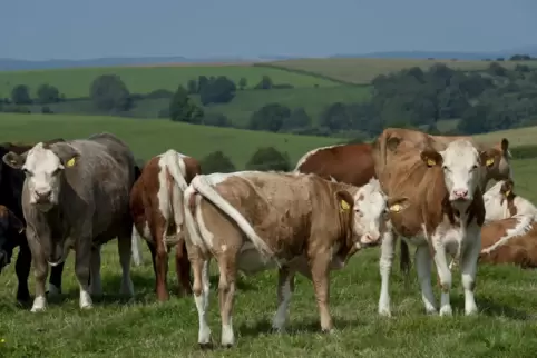 Die Kosten für Lebensmittel, wie Milch, steigen für den Verbraucher. Davon kommt bei den Erzeugern aber kaum etwas an, weil die 