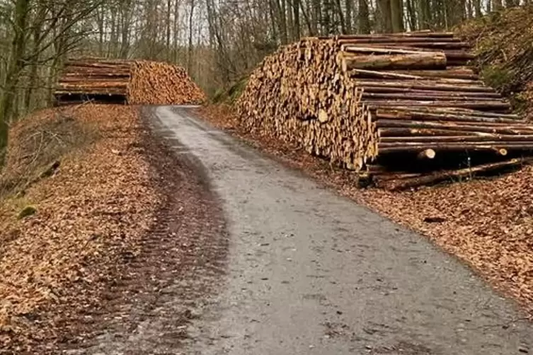 Das Stammholz wurde zur Forststra&szlig;e bei der Sch&auml;ferei gebracht, dort wird es von Holzlastern abgeholt.