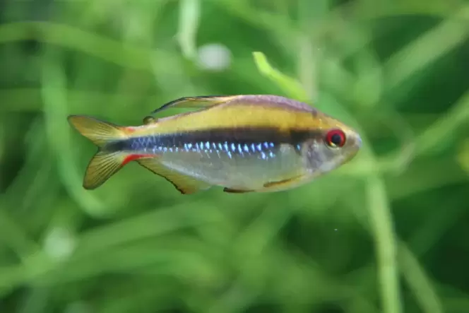 Hyphessobrycon notidanos »Yellow devil/Red eye« kommt aus Brasilien und ist in seiner Heimat durch die Zerstörung des Regenwalde Hyphessobrycon notidanos »Yellow devil/Red eye« kommt aus Brasilien und ist in seiner Heimat durch die Zerstörung des Regenwalde