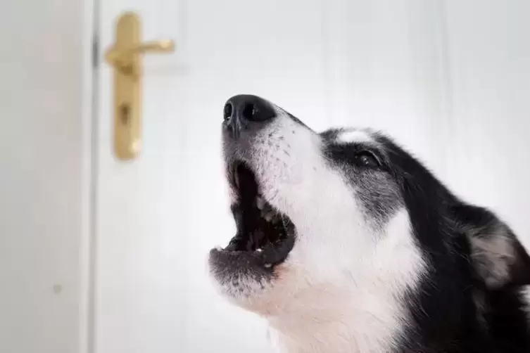 Auch L&auml;rm von Hunden kann st&ouml;ren. 