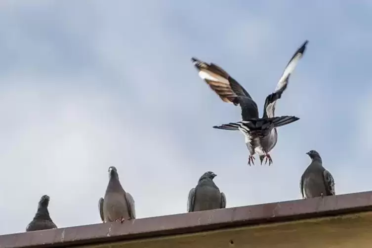 Wie sieht es bei verdreckten Balkons aus?