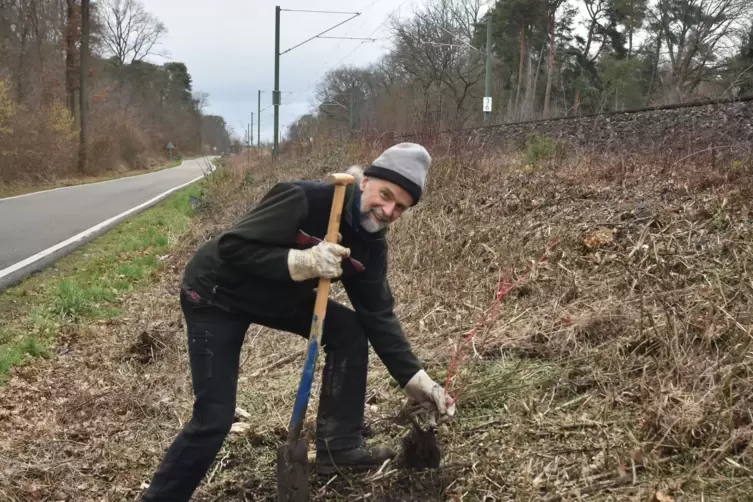 F&ouml;rster Georg Spang am Bahndamm in Schifferstadt. Statt Robinien sollen hier bald Rosen bl&uuml;hen. 