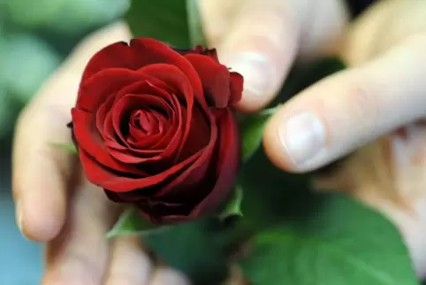Klassisches Geschenk am Weltfrauentag: eine rote Rose. 