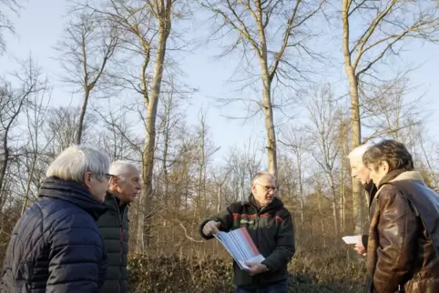 Vor durch den Klimawandel geschädigten Buchen erläutert Förster Klaus Platz die Holzerntemaßnahmen im Wald.