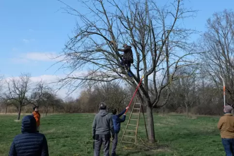 Beim Baumpflegekurs in Maudach wurden junge und alte Bäume geschnitten. Obstbaumwart Ewald Marschall – hier zu sehen in der Baum