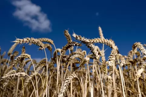 Der Nabu ist überzeugt: Die Stadt soll nicht zulasten landwirtschaftlicher Flächen „in die Breite wachsen“. 