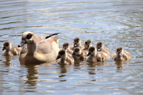 Diese Nilgans mit Nachwuchs zeigte sich im April 2020 auf dem Siegelbacher Weiher. 