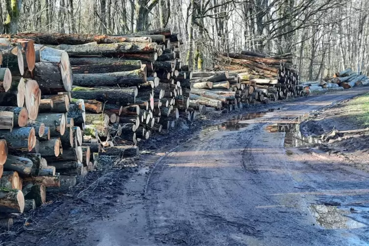 Zur Abfuhr durch Holzlaster ist das Stammholz gelagert, wobei rechts daneben der Wirtschaftsweg als solcher kaum noch auszumache