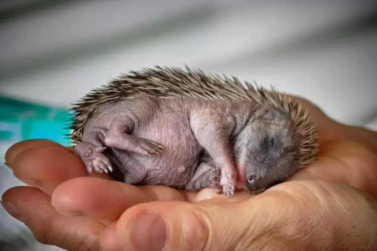 Nach 14 Tagen in Obhut der Wolfmüllers überm Berg: Igel Leo