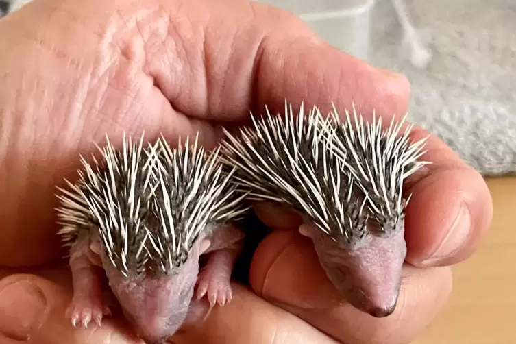 Die Igel wurden von ihrer Mutter zur&uuml;ckgelassen.
