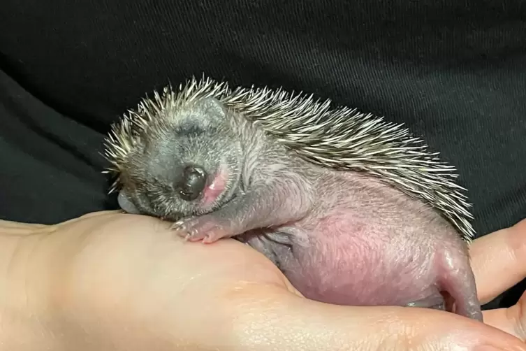 Schl&auml;fchen nach der Futterung: Igel Cassy im Alter von zwei Wochen. 