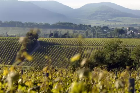 Weinberge bei Schweigen. 