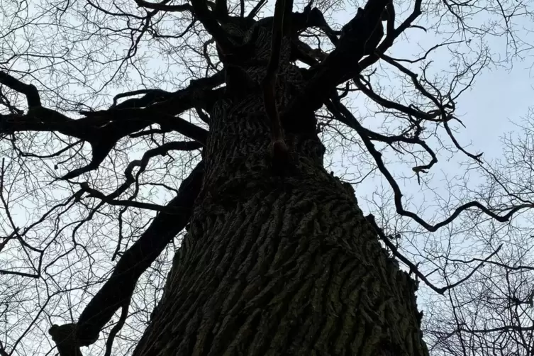 Alte Eiche als Zeugnis des Mittelwalds. 