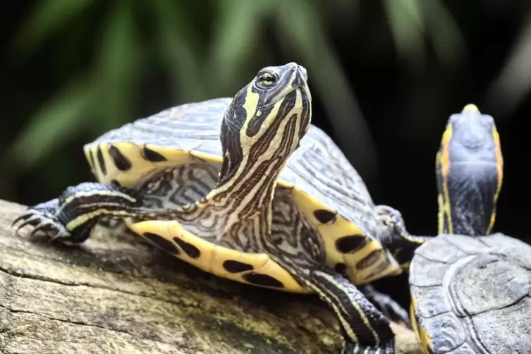 Gelbbauch-Schmuckschildkr&ouml;ten beim Sonnenbad. K&ouml;nnten Sie einheimischen Arten den Sonnenplatz streitig machen? 