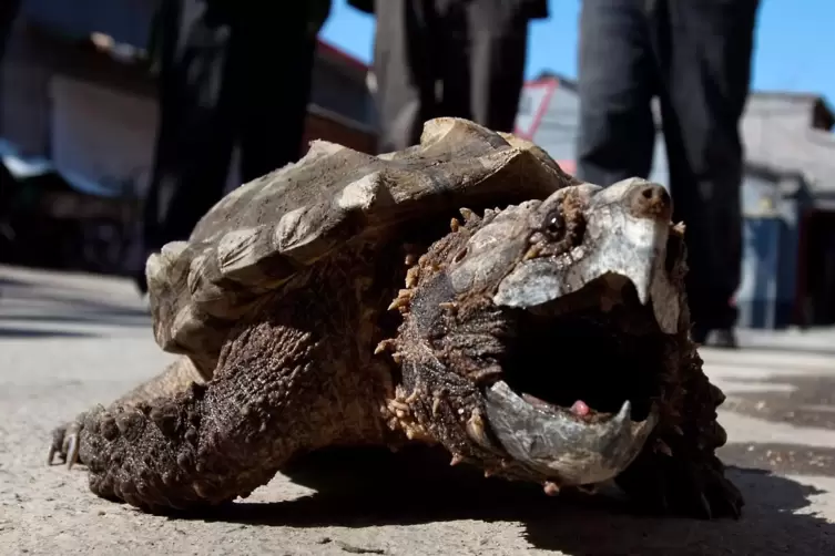 So sehen Schnappschildkr&ouml;ten aus &ndash; schon irgendwie bissig. 