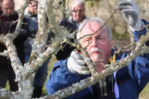 Wolfgang Michel zeigt an einem Birnenbaum, wie ein Erhaltungsschnitt richtig ausgeführt wird.