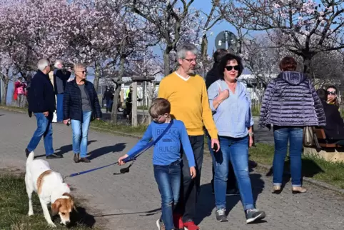 Noch sind nicht alle Knospen geöffnet, doch das Rosa der Mandelblüte leuchtet bereits an so einigen Bäumen. Den Besuchern schein