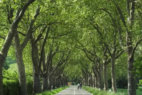 „Eine besonders schmucke Allee führt von Oppau zum Willersinnweiher“, schreibt Thorsten Kerbeck zu seinem Bild. 