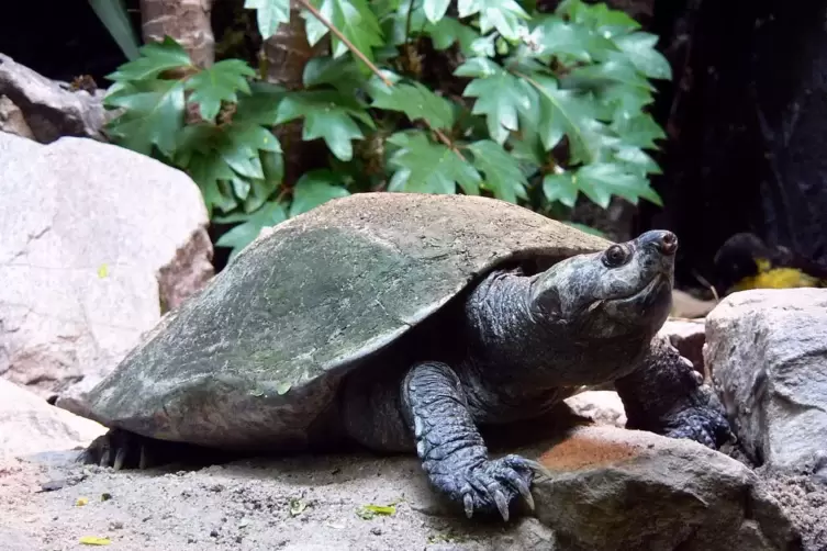 Der Zoo Landau hält nach eigenen Angaben deutschlandweit als einziger eine Madagassische Schienenschildkröte.
