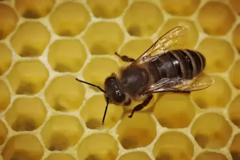 „Nicht nur die Honigbiene – Ursachen und Folgen des Insektensterbens“ heißt die Vorlesung am 12. April. 