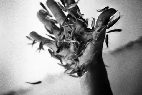 In Marseille entstand 2013 dieses Foto von Yusuf Sevencli: eine Hand, die von kleinen Fischen umschwärmt ist. 