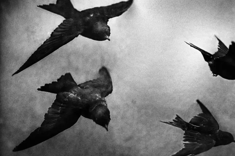 Fliegende V&ouml;gel und unwillk&uuml;rlich kommt einem Hitchcock in den Sinn. Die Aufnahme von 2015 entstand in Vichy. 