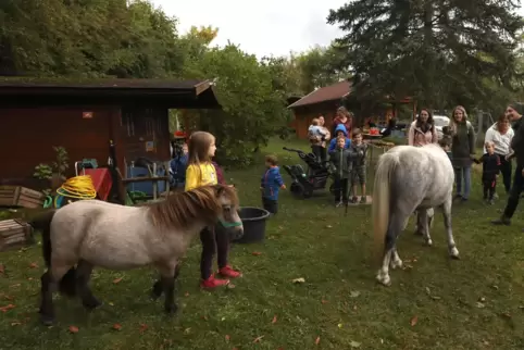 Pony und Pferd waren regelmäßig zu Gast auf dem Gelände. 