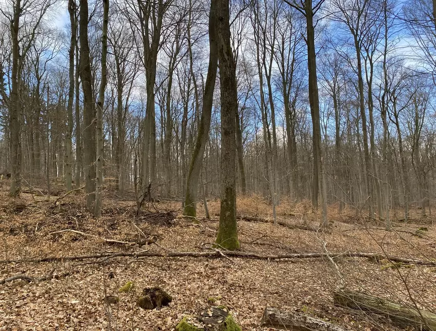 Der Wald von Stahlberg soll von Eigennaturverjüngung profitieren.