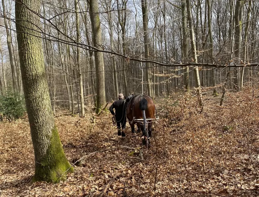 Wenn eine markierte Stelle entdeckt wurde, heißt es, ab durch den Wald.