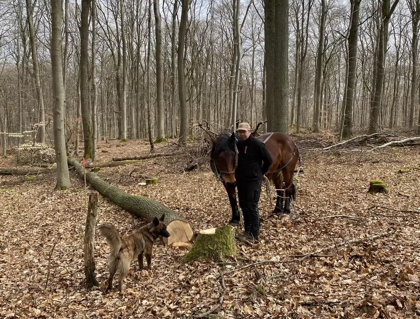Am gefällten Baum überlegt sich Stefan Golz, in welche Richtung er das Holz am besten transportiert.